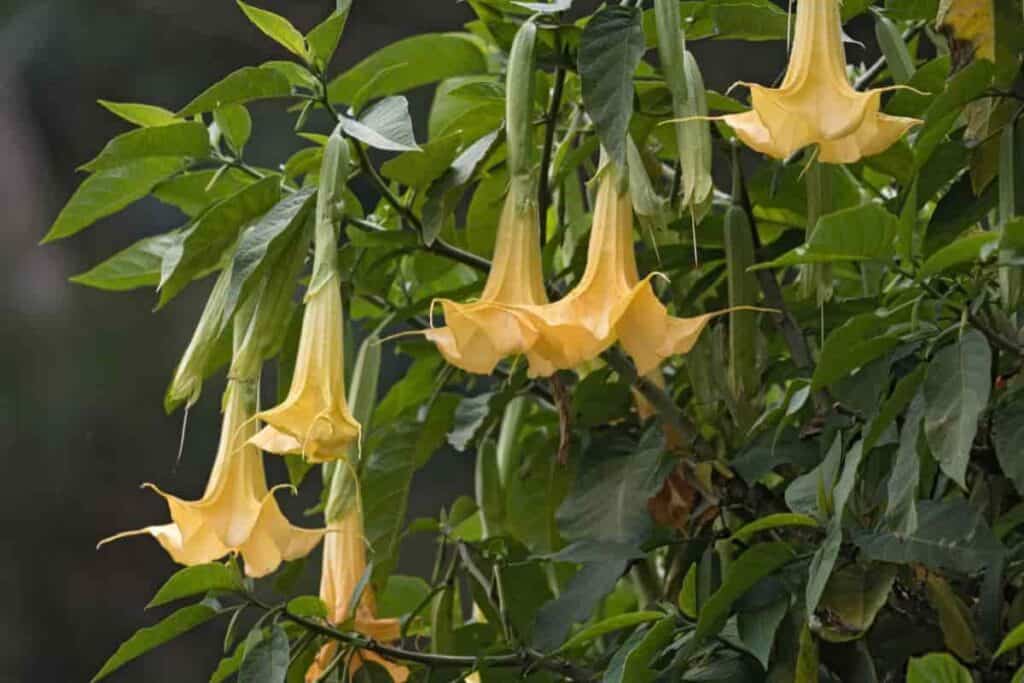 more extraordinary annuals