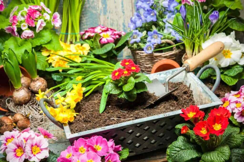 Planting Season