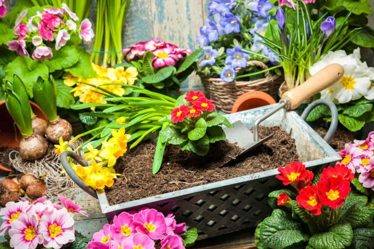 Planting Season