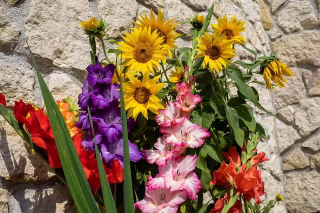 Winning Glads