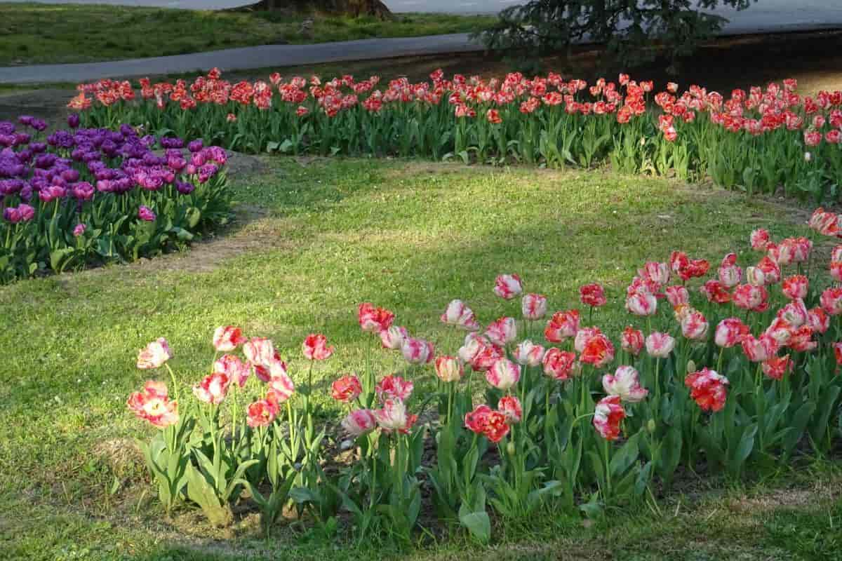 May is Tulip Time