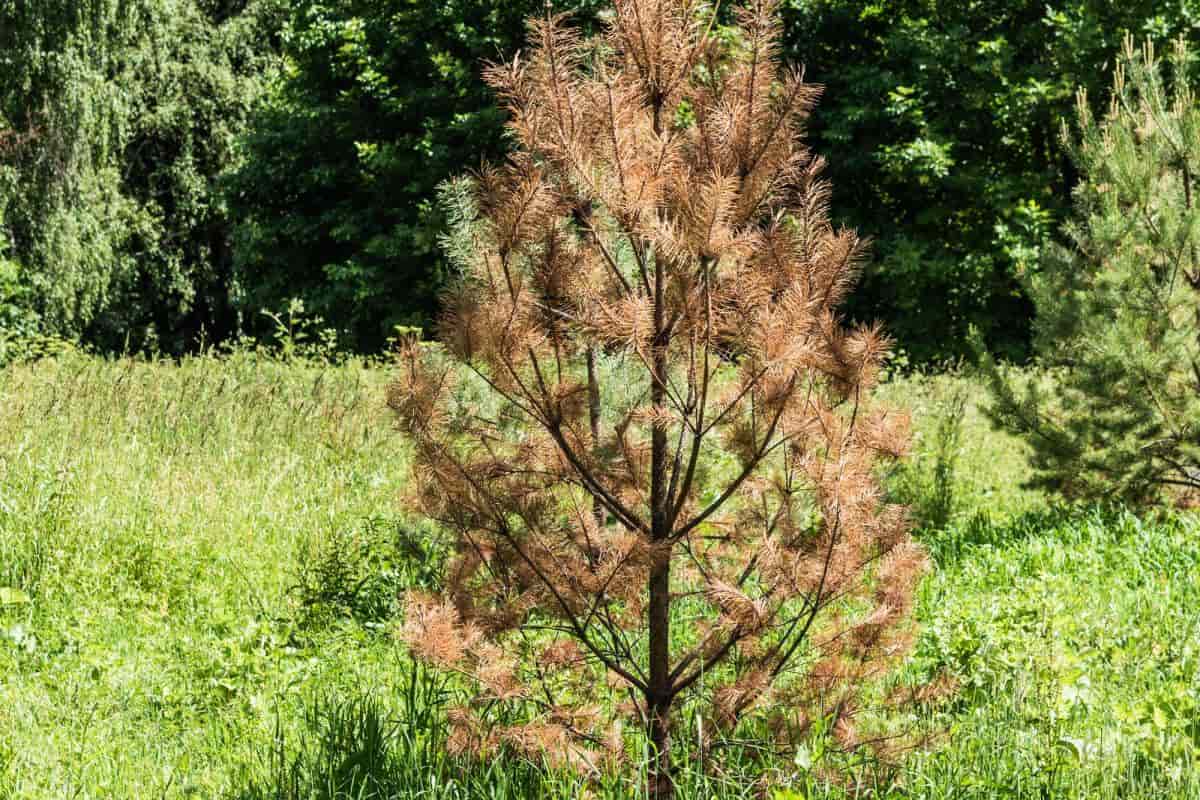 tip blight in midwestern hard pines