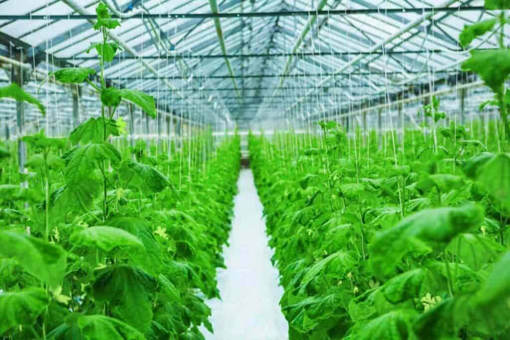 Shading Greenhouse