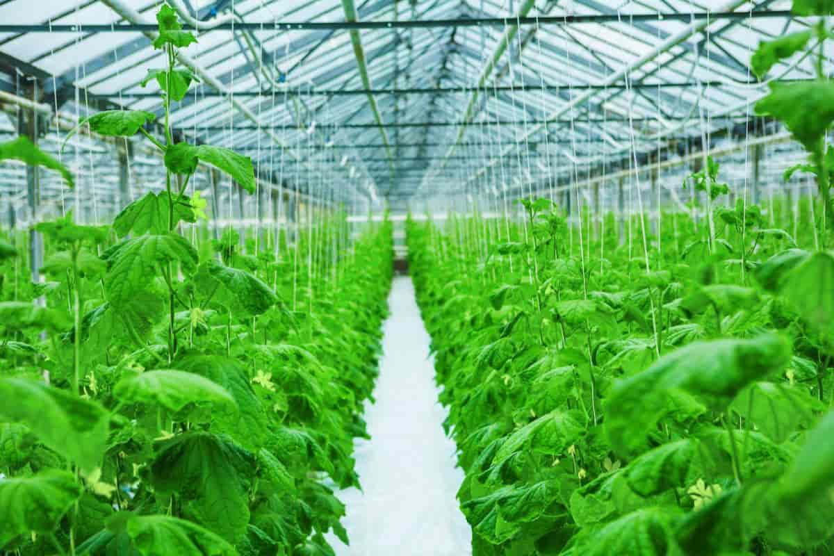 Shading Greenhouse