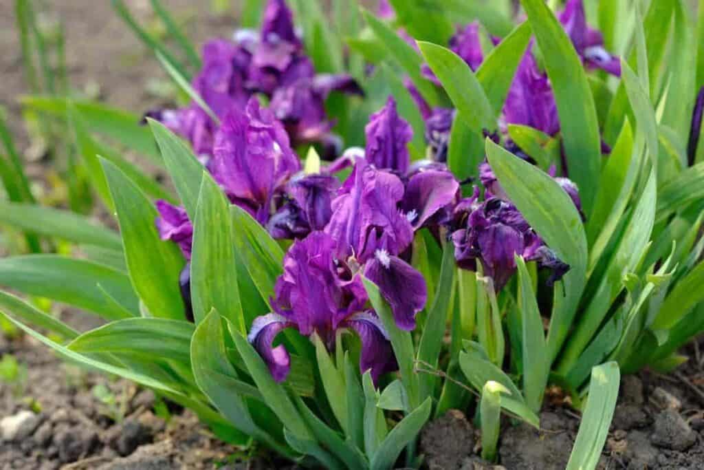 Dwarf Iris