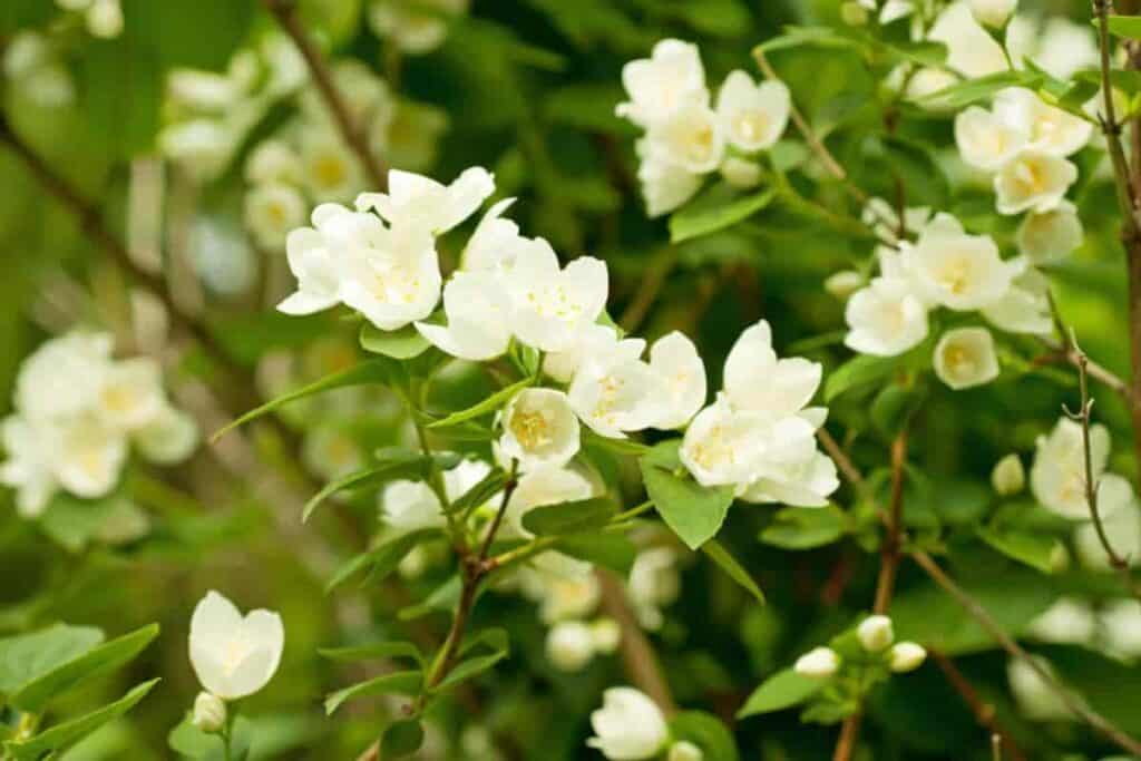 Fragrance Jasmine