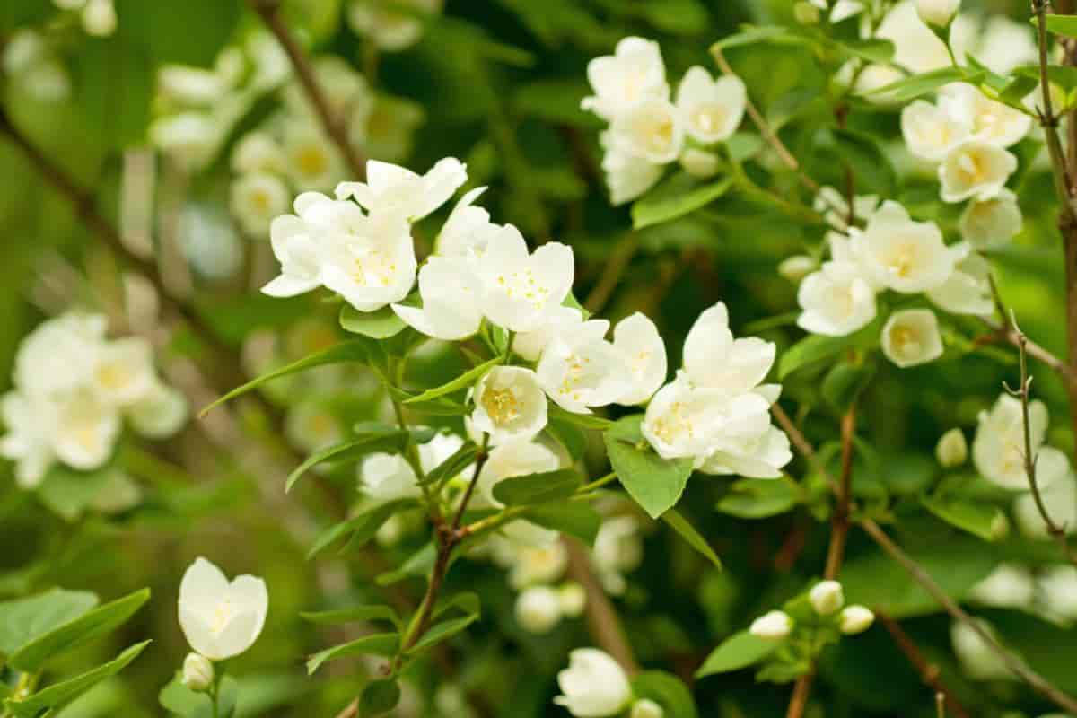 Fragrance Jasmine