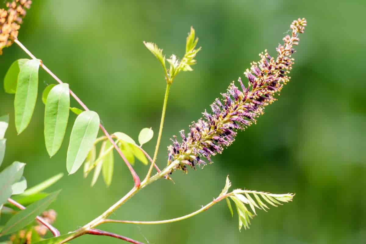 plants for seaside gardens