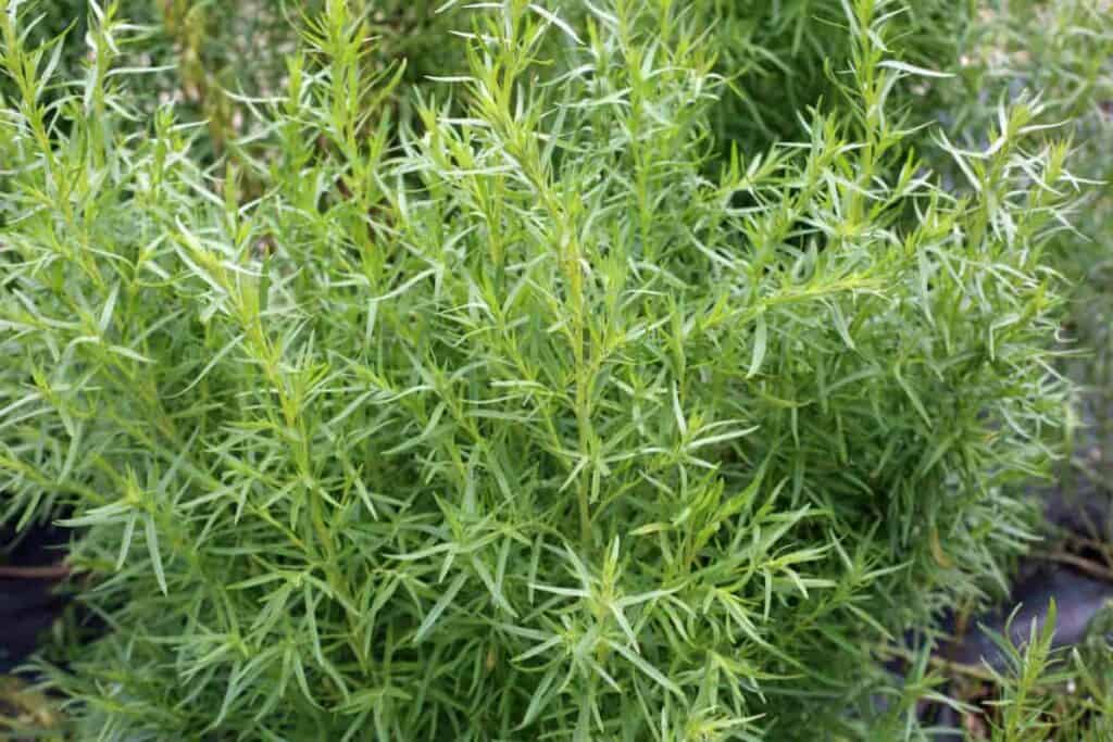 true french tarragon