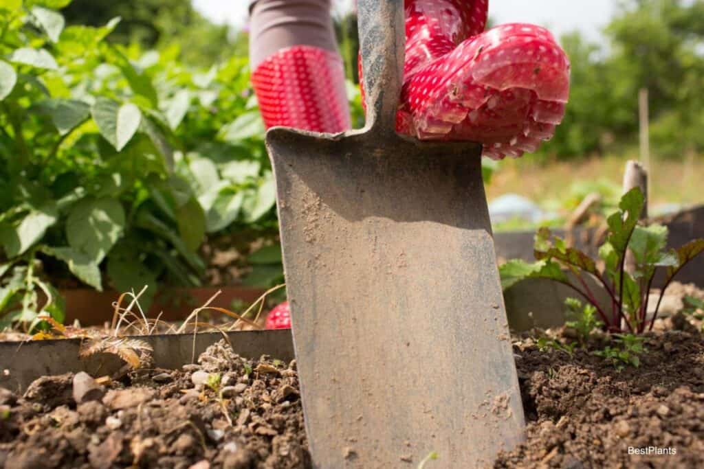 Garden Work In May