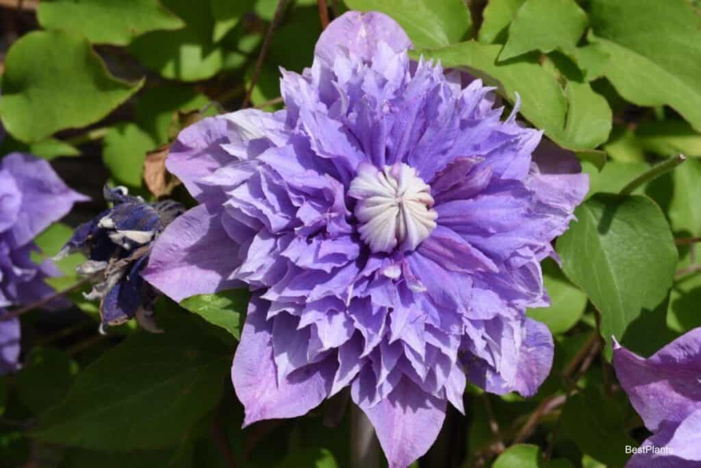growing clematis