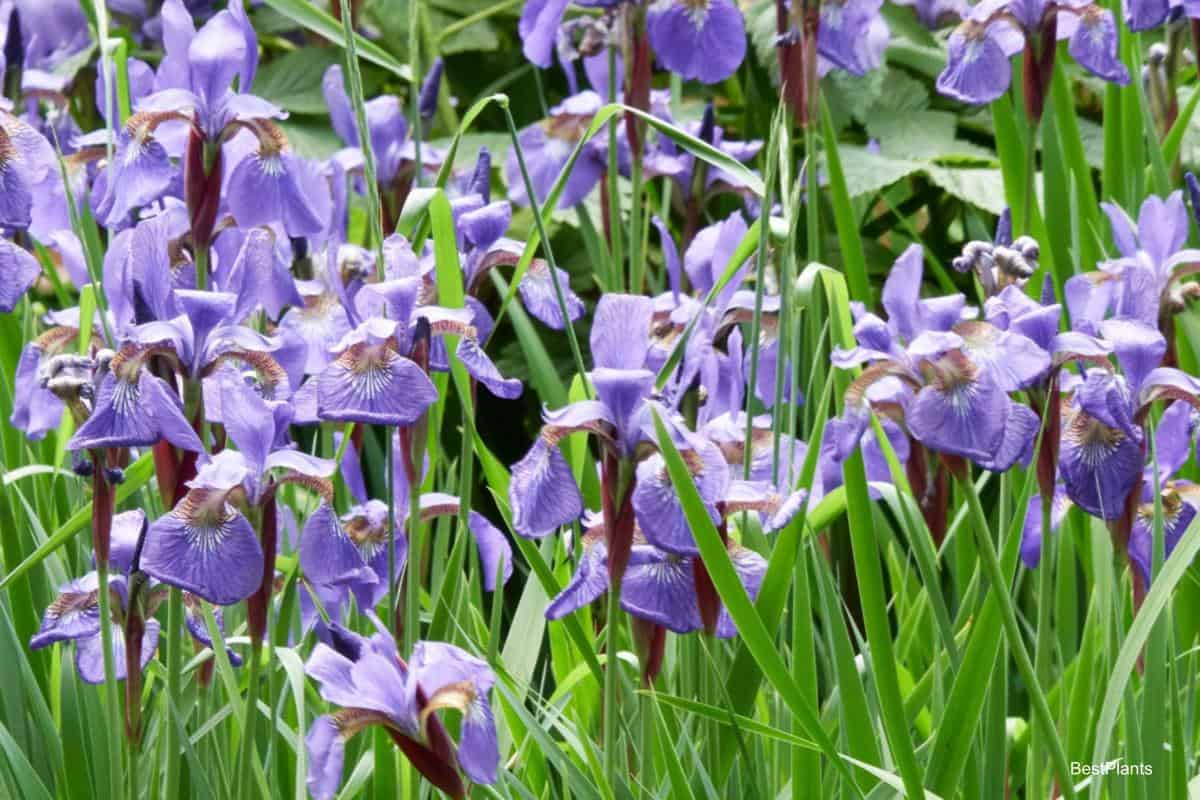 easy grow iris