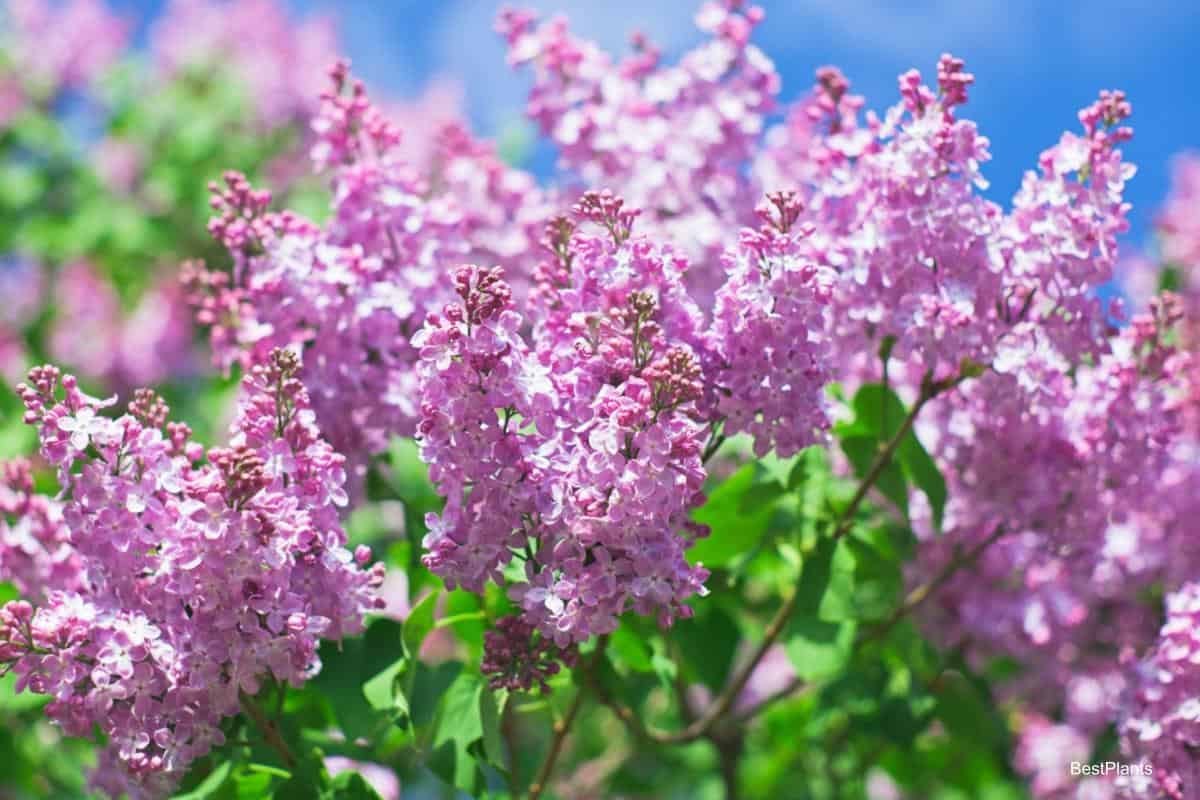 lilac flower