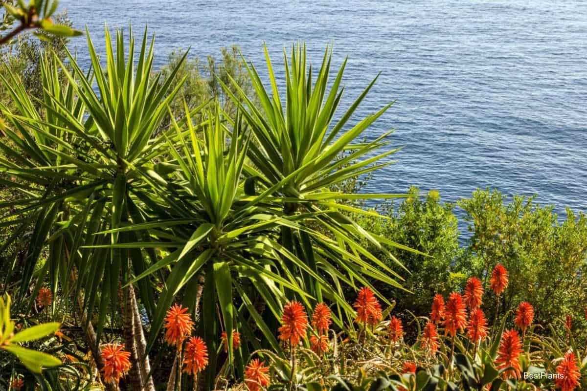seaside garden