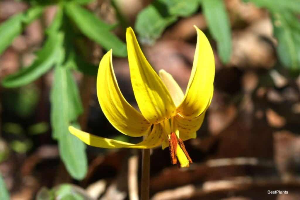 wildings trout lily