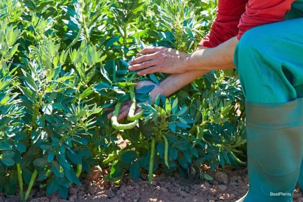 raising lima beans