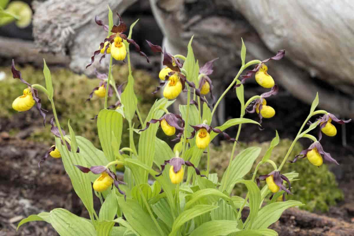 Growing Cypripedium