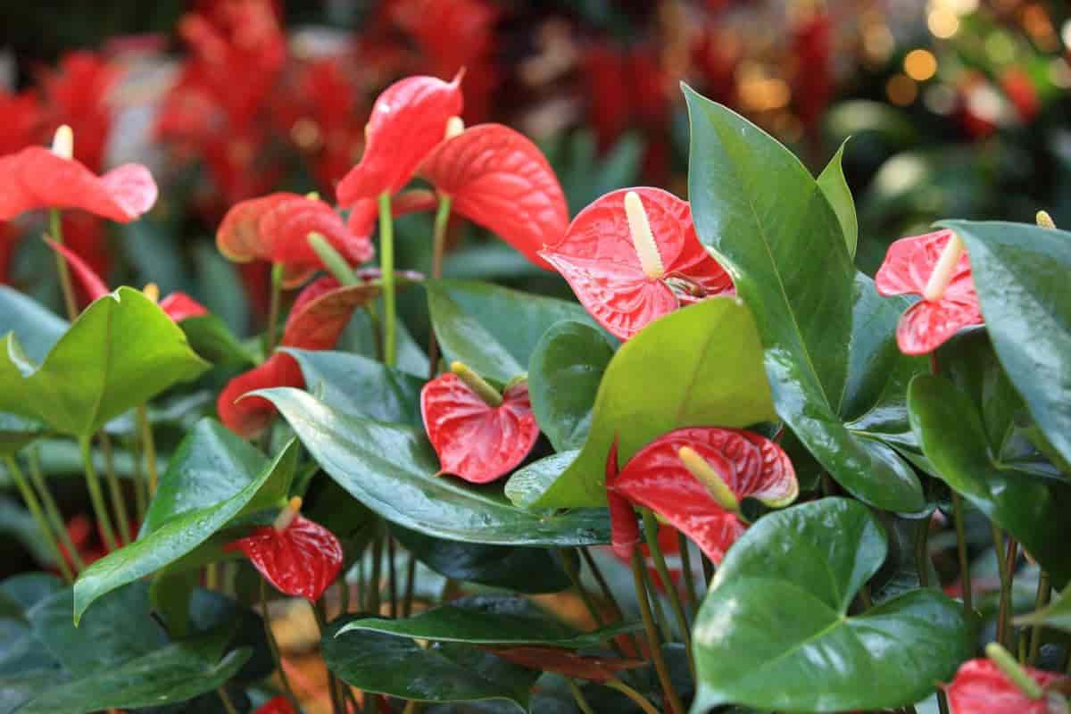 Exotic Anthurium