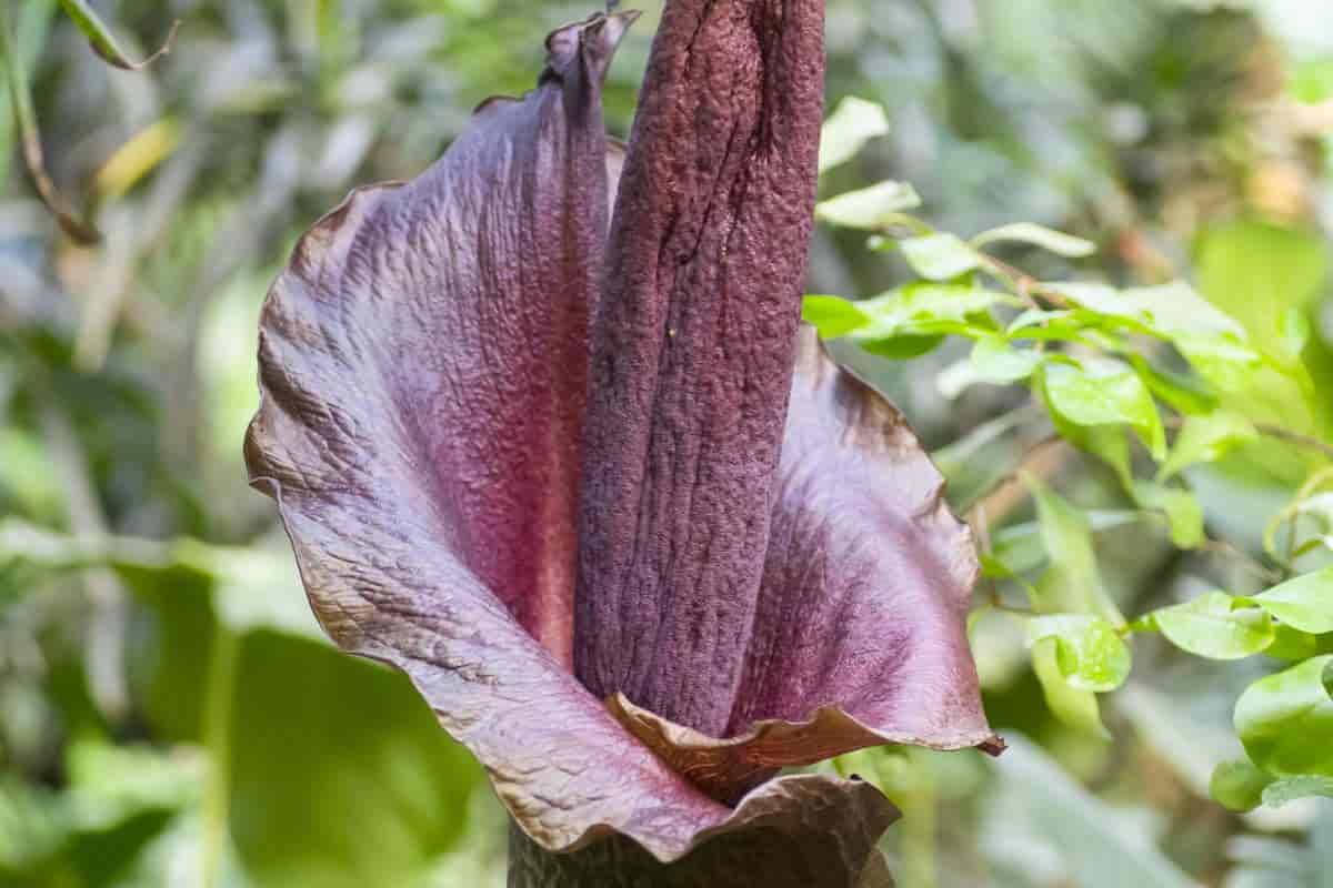Voodoo Plant
