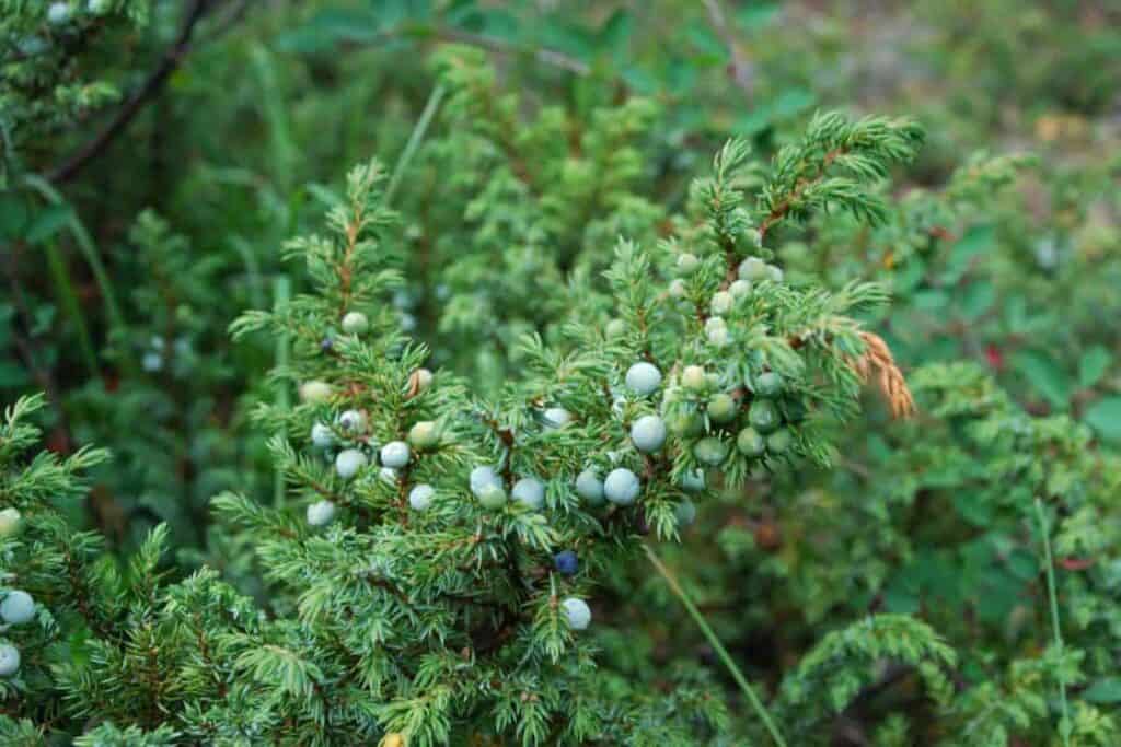 Rugged Junipers