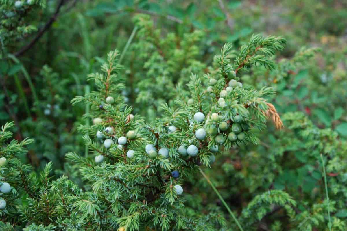 Rugged Junipers