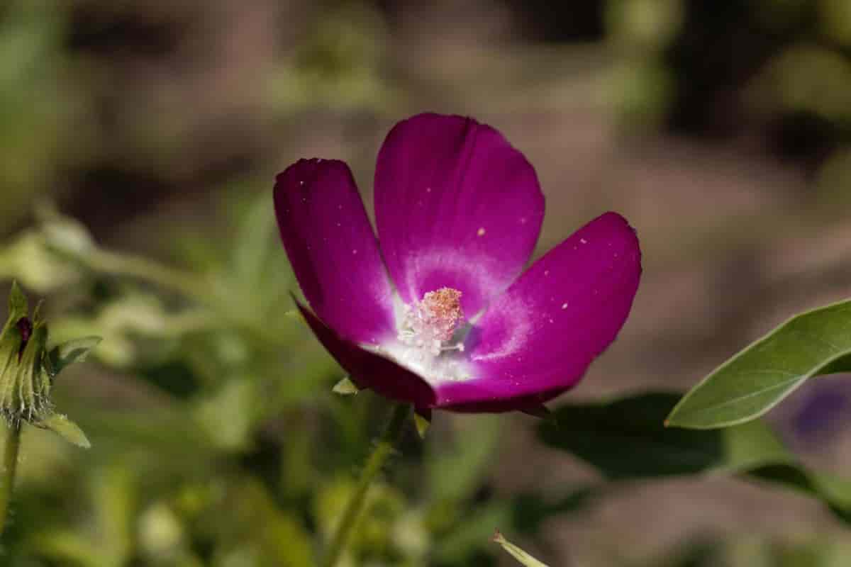 Poppy Mallow