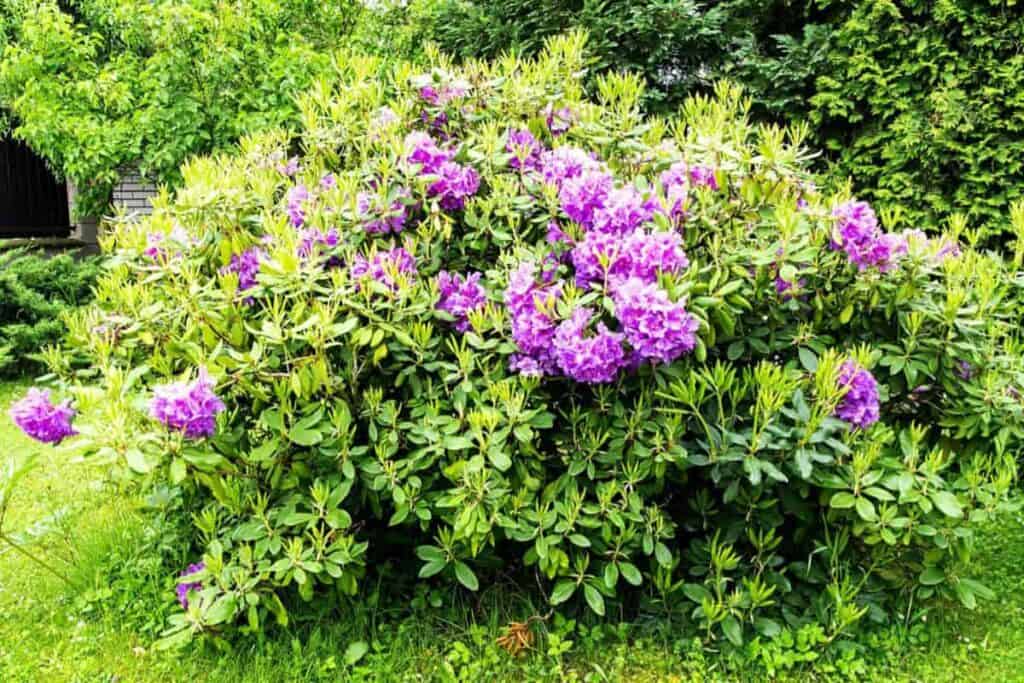 Rhododendron