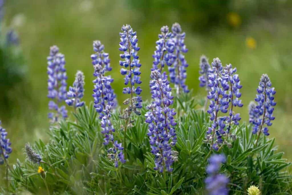Lupin Perennial