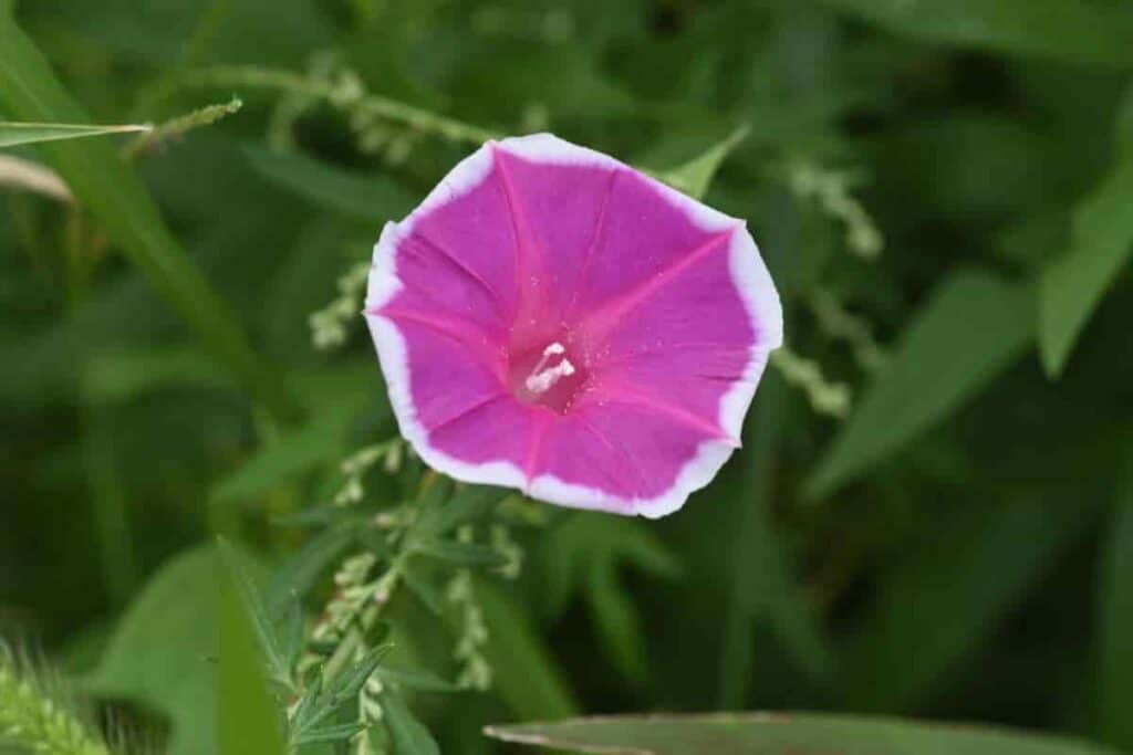 Morning Glory in Rich Soil