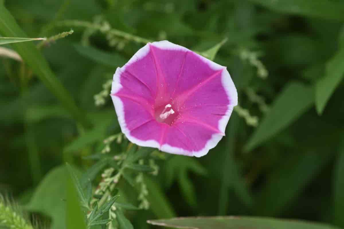Morning Glory in Rich Soil
