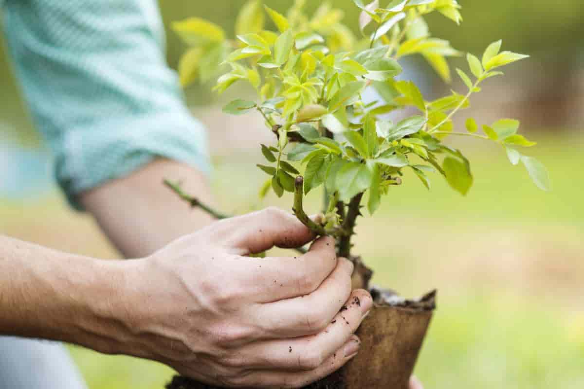 Planting Tips