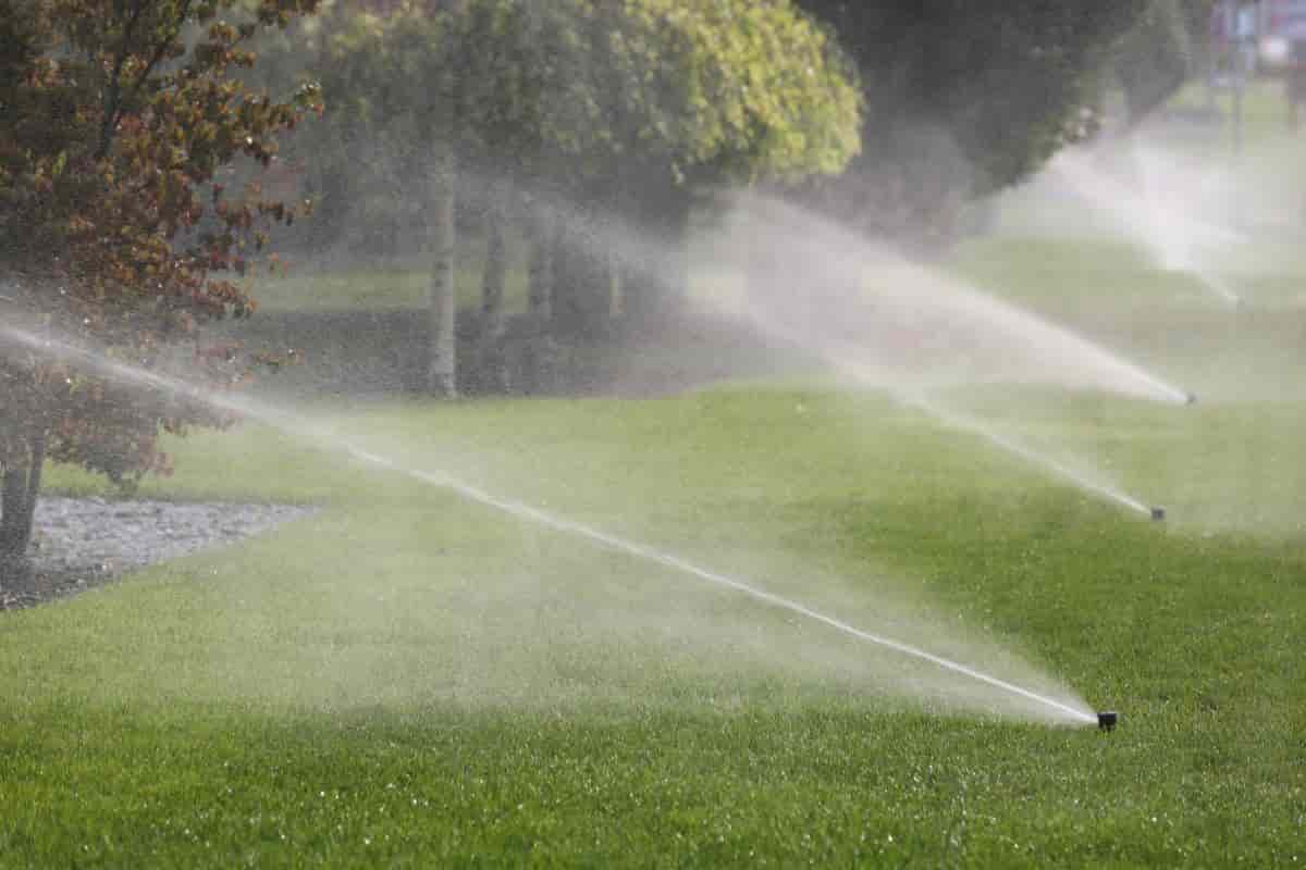 Watering Plants