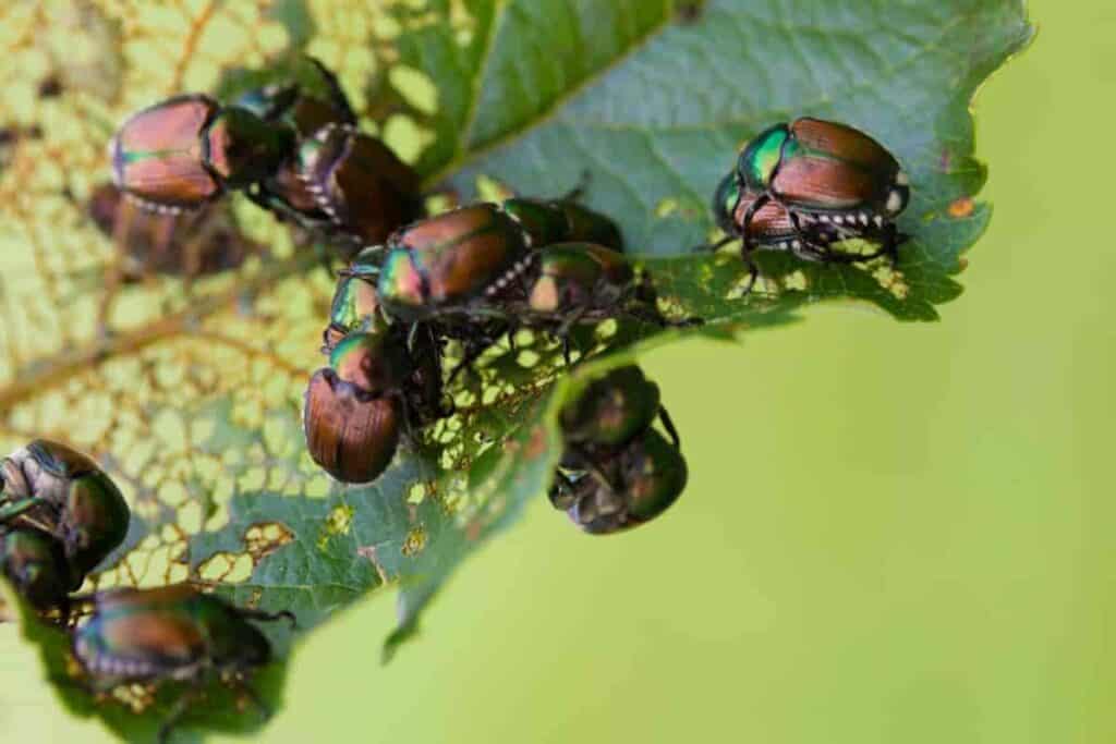 War on Plant Pests
