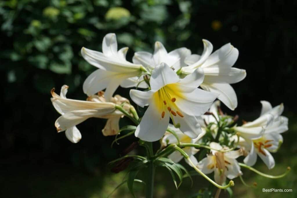 madonna lily blooming in the garden