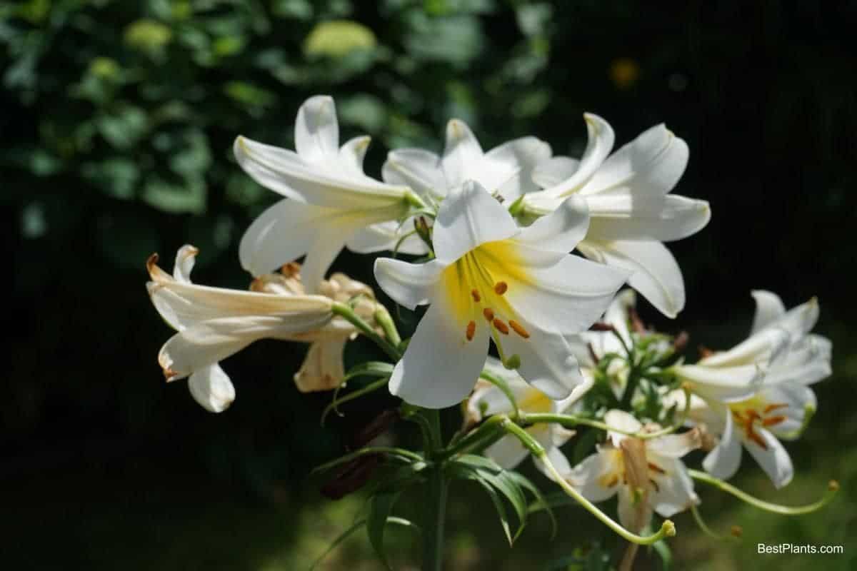 madonna lily blooming in the garden