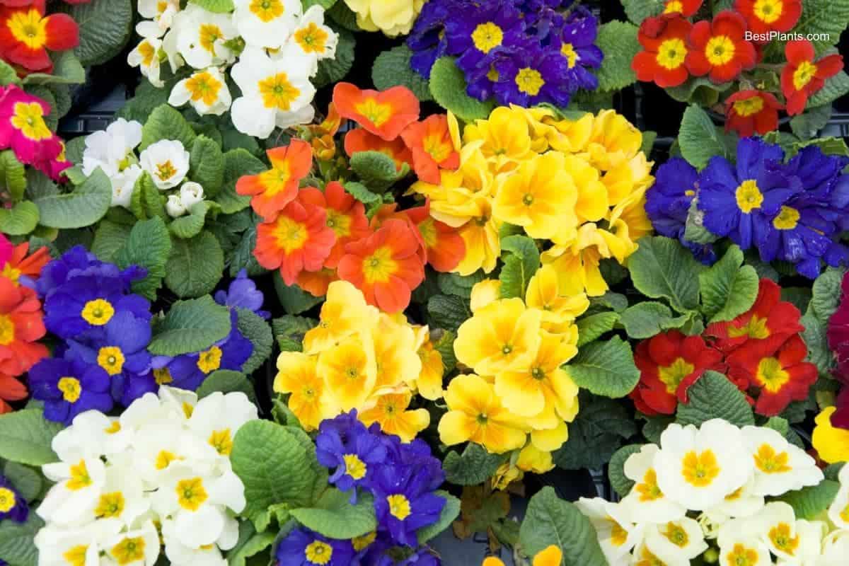 primroses on seasons
