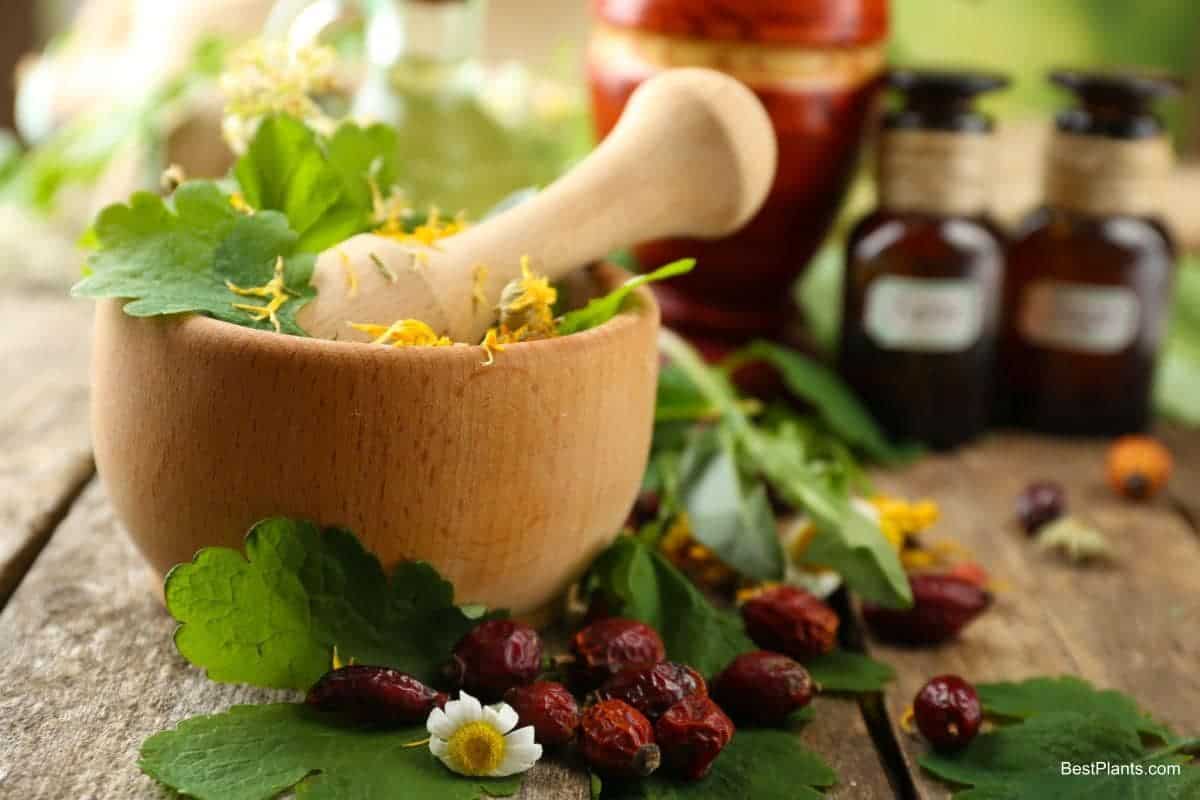 unusual herbs for garden