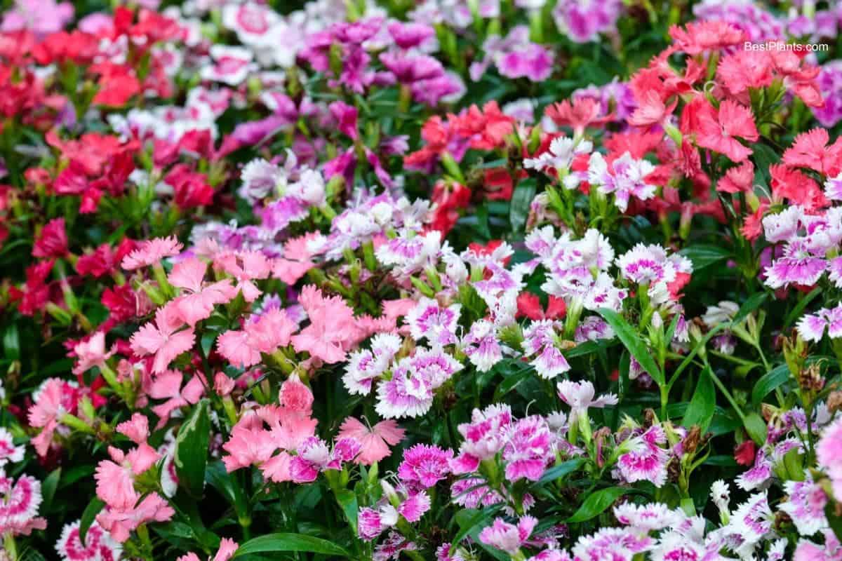 garden of pinks flower