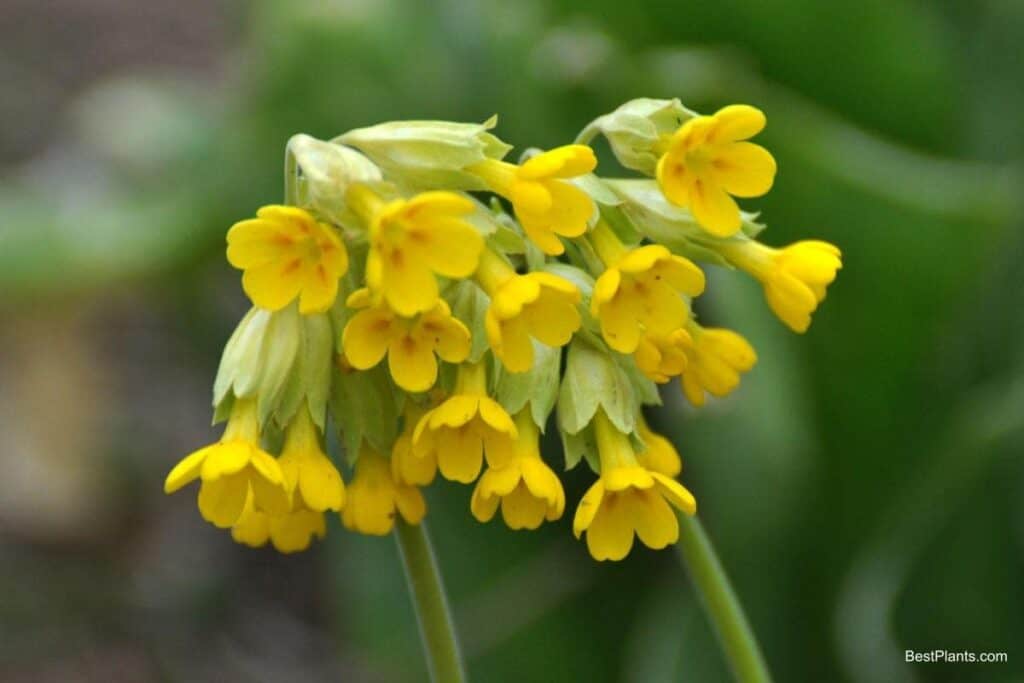 yellow cowslips