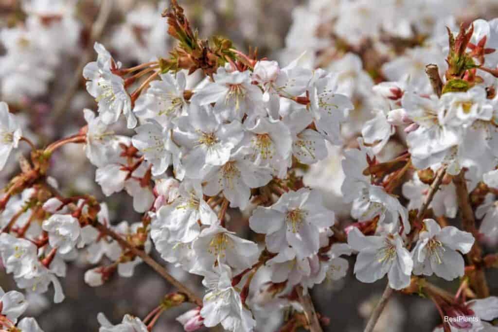 Blooming Fuji Cherries