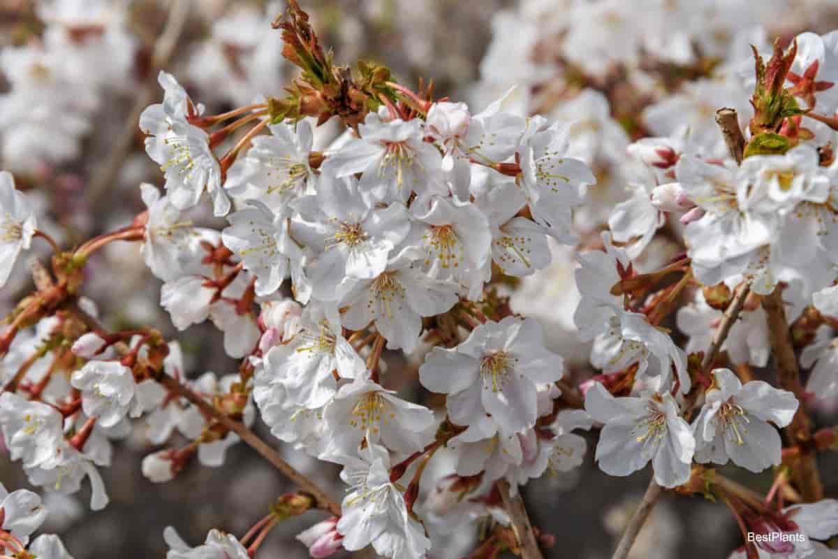 Blooming Fuji Cherries
