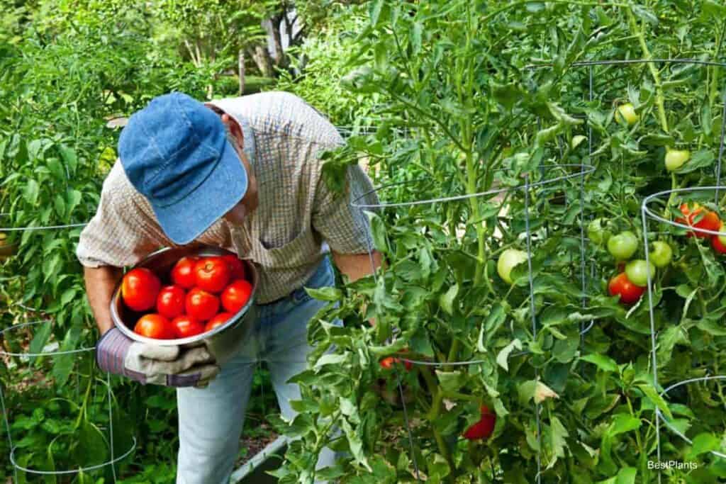 Picking Tomatoes