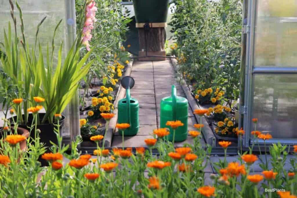 Greenhouse In May