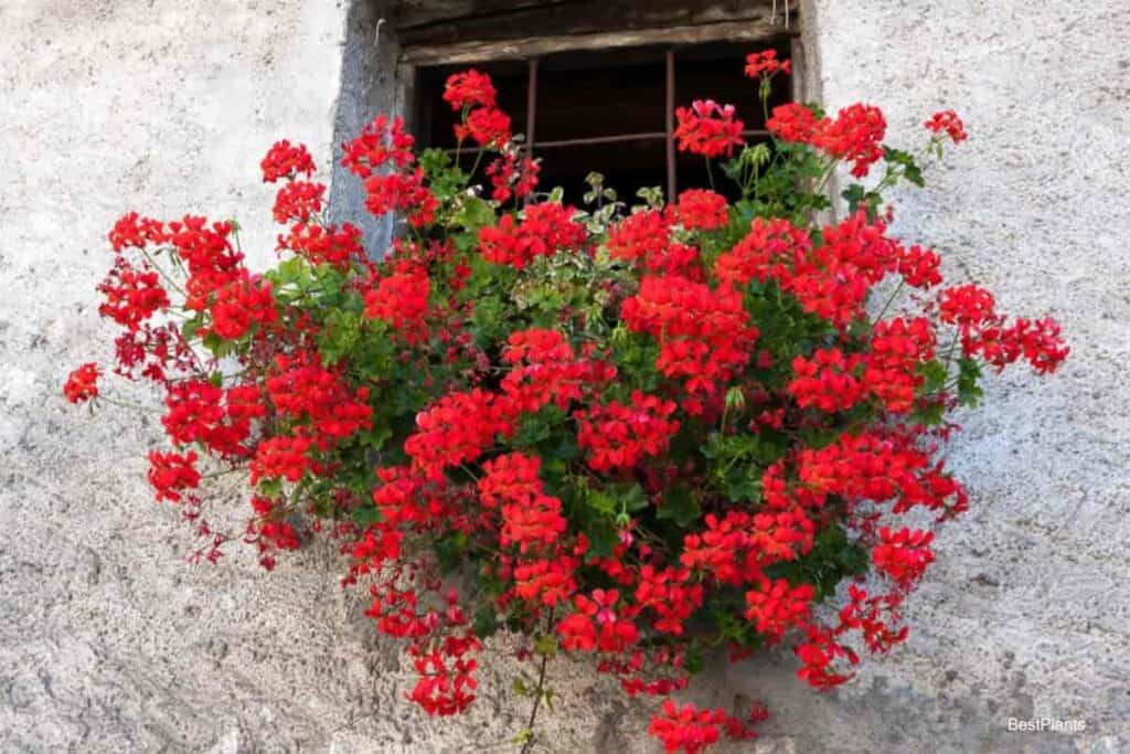 Blooming Geraniums