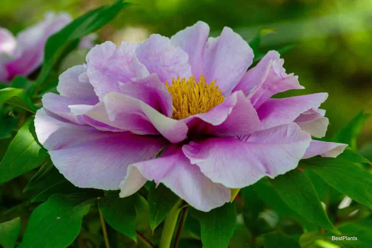 Growing Lovely Tree Peonies