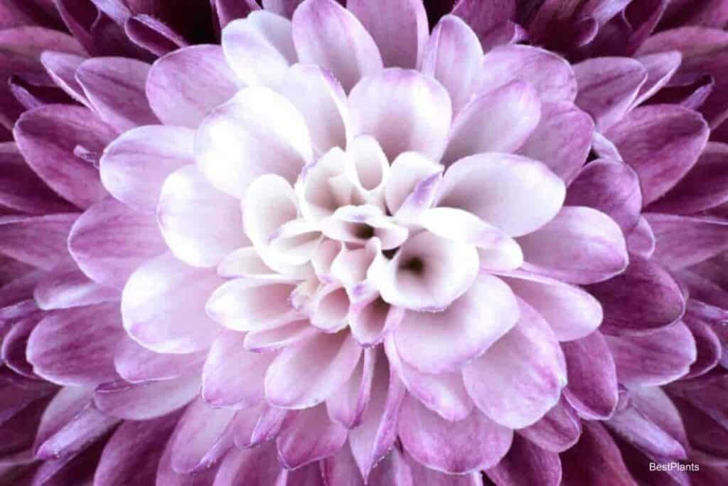 big flowered mums