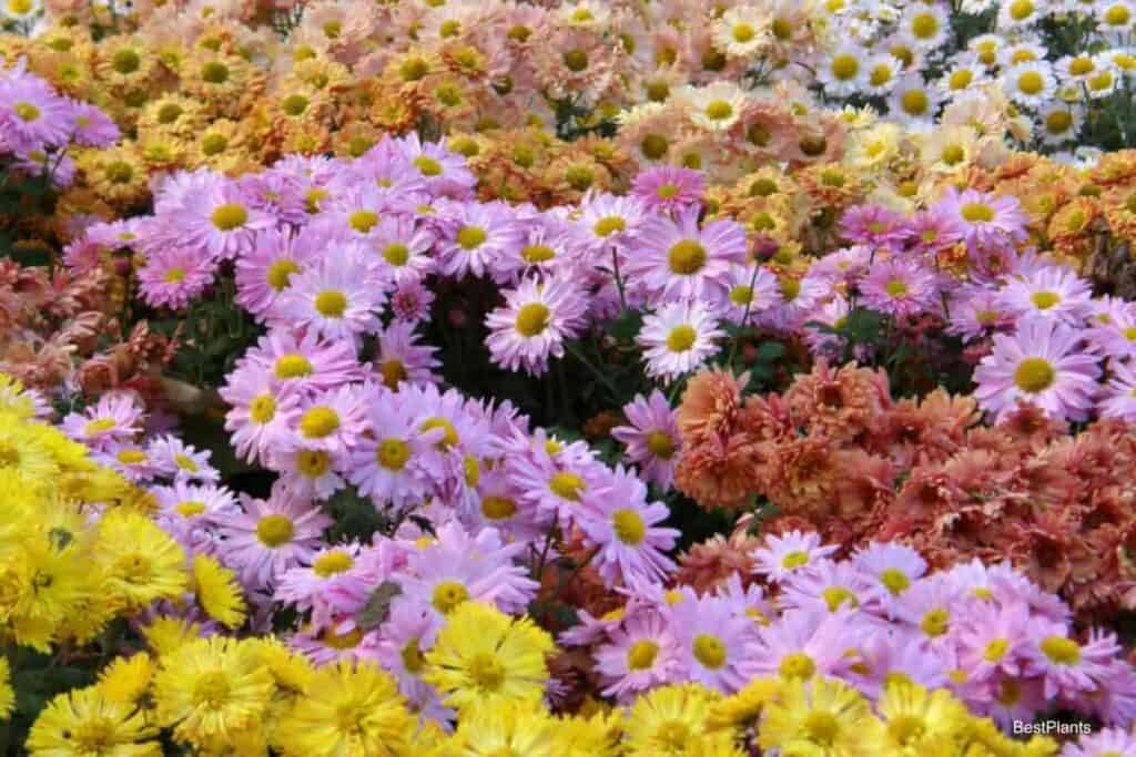 Growing A Garden of Chrysanthemums