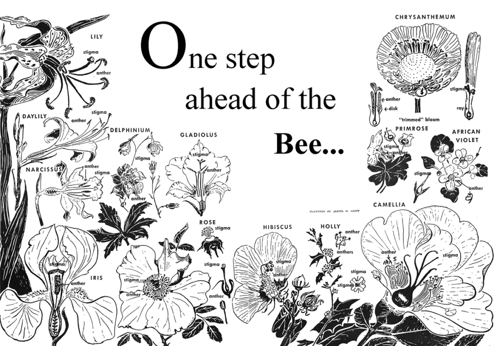 flowers are arranged in order from the simpler to the more complex
