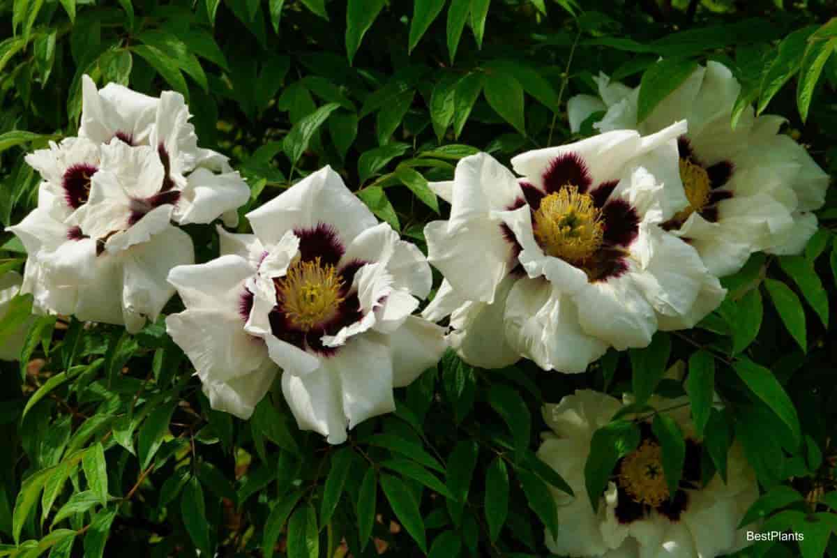 Tree Peonies