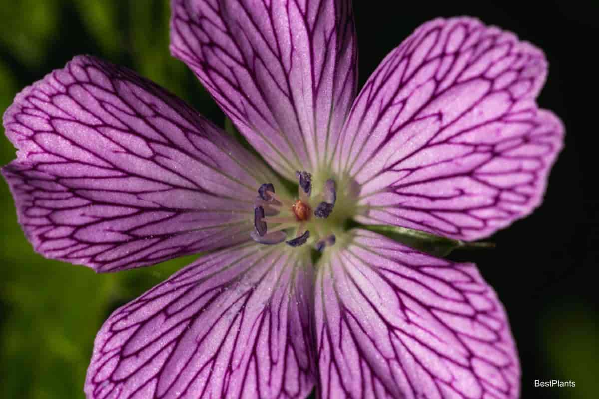 hardy geraniums flower